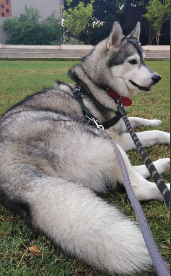 Krishna_dog